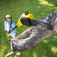 Best Leaf Removal  in Bountiful, UT