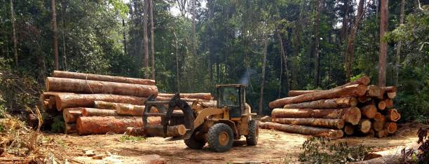 Reliable Bountiful, UT Tree Care Solutions
