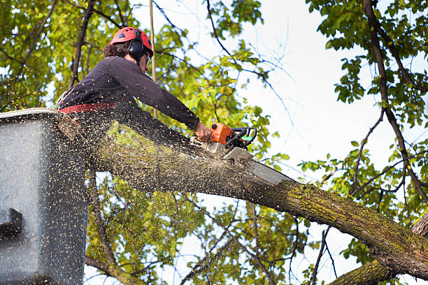 Best Lawn Maintenance Plans  in Bountiful, UT