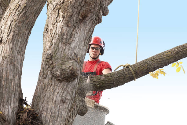 How Our Tree Care Process Works  in  Bountiful, UT